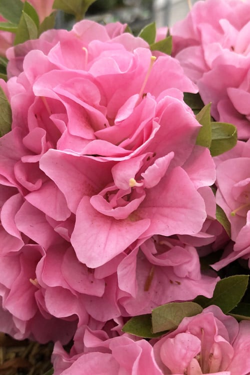  Perfecto Mundo Double Pink Reblooming Azalea - 2 Gallon Pot 
