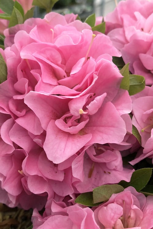  Perfecto Mundo Double Pink Reblooming Azalea - 3 Gallon Pot