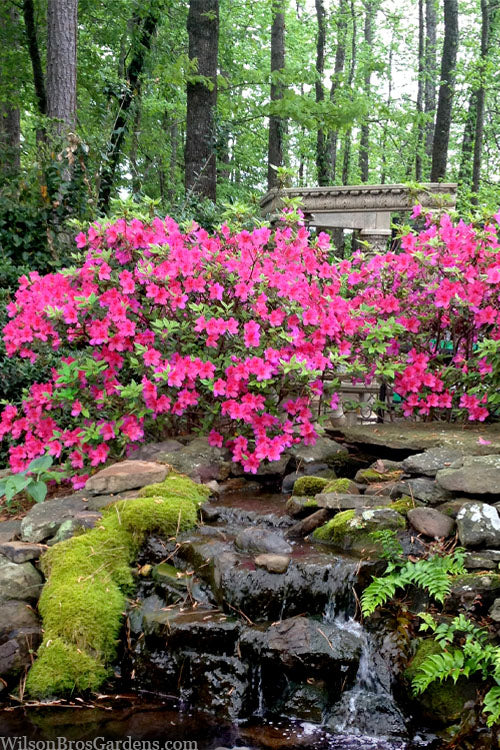  Pink Formosa Azalea - 6 Pack Of 1 Gallon Pots