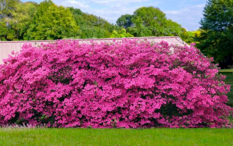  Pink Formosa Azalea - 3 Gallon Pot 