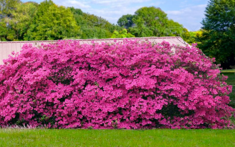  Pink Formosa Azalea - 6 Pack Of 1 Gallon Pots