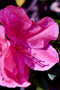  Pink Formosa Azalea - 6 Pack Of 1 Gallon Pots
