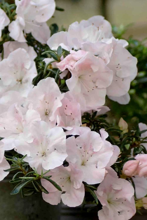  Tsuki No Shimo Satsuki Azalea - 1 Gallon Pot 