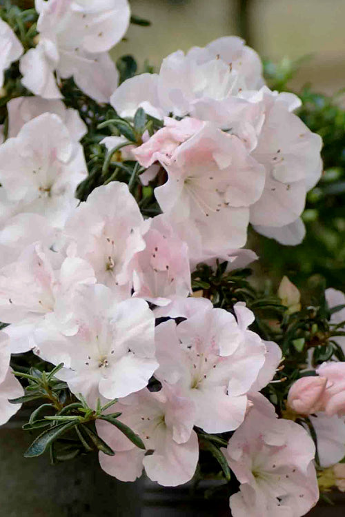  Tsuki No Shimo Satsuki Azalea - 1 Gallon Pot