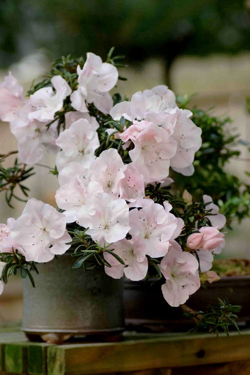  Tsuki No Shimo Satsuki Azalea - 1 Gallon Pot 