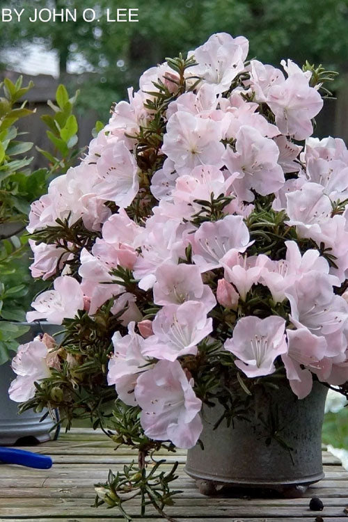  Tsuki No Shimo Satsuki Azalea - 1 Gallon Pot