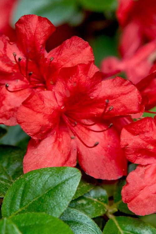  Stewartstonian Azalea - 3 Gallon Pot