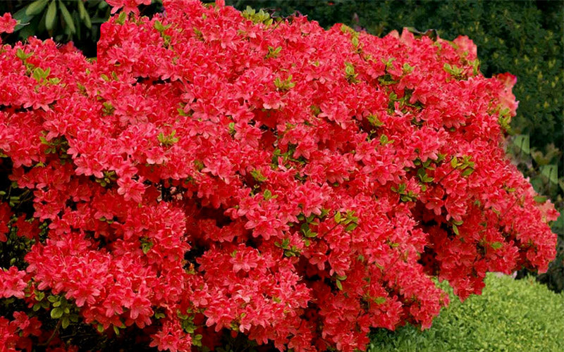  Stewartstonian Azalea - 3 Gallon Pot