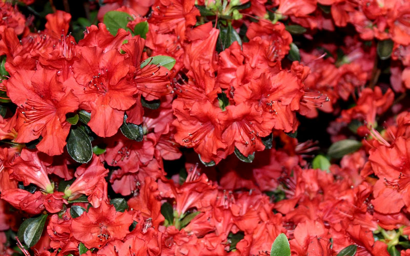  Stewartstonian Azalea - 3 Gallon Pot
