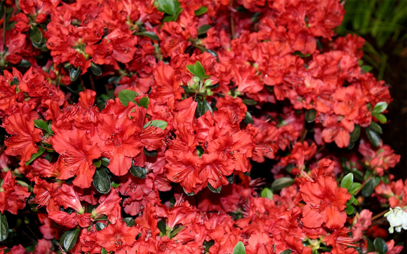  Stewartstonian Azalea - 3 Gallon Pot