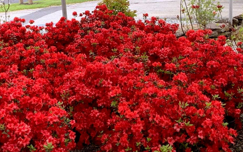  Stewartstonian Azalea - 3 Gallon Pot