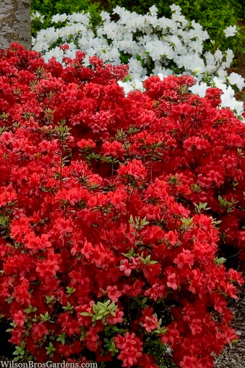  Stewartstonian Azalea - 3 Gallon Pot