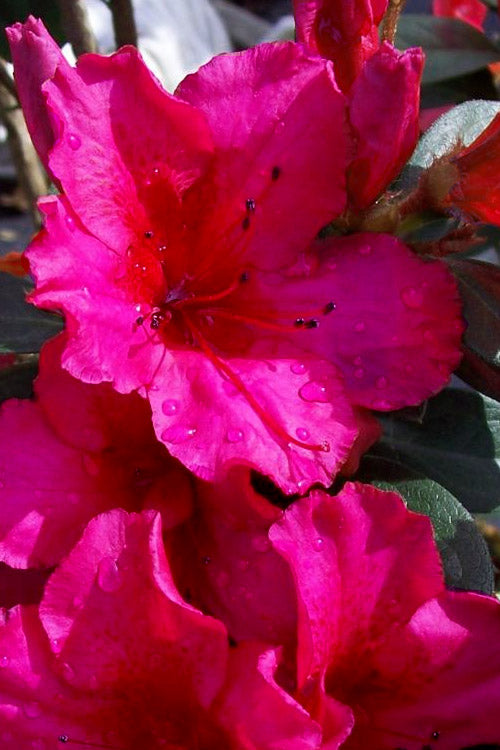  Temple Alexandra Aromi Evergreen Azalea - 6 Pack Of 1 Gallon Pots