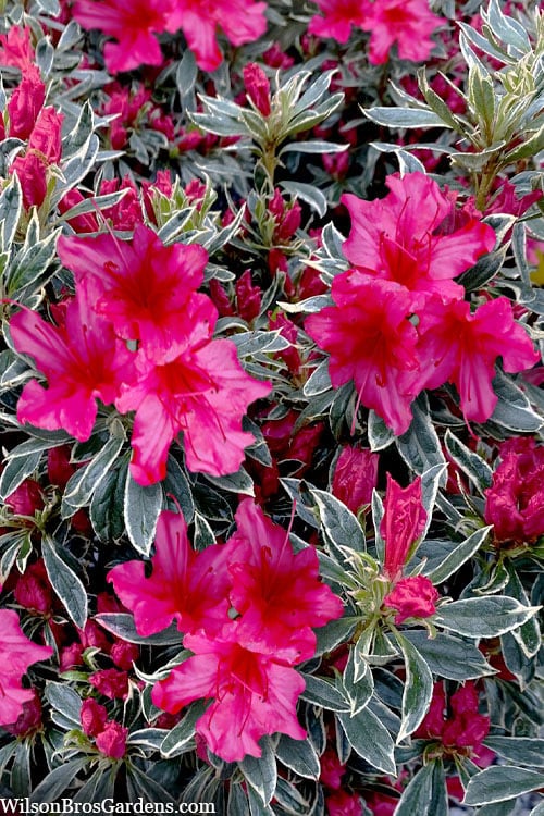  The Robe Azalea - 2 Gallon Pot