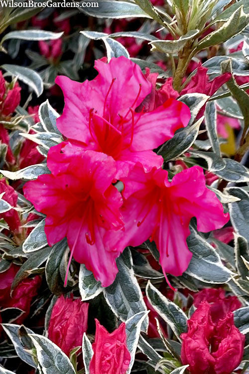  The Robe Azalea - 3 Gallon Pot