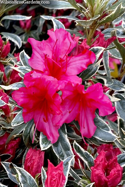  The Robe Azalea - 2 Gallon Pot