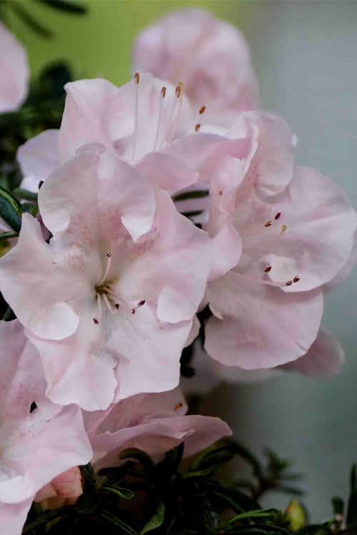  Tsuki No Shimo Satsuki Azalea - 1 Gallon Pot 