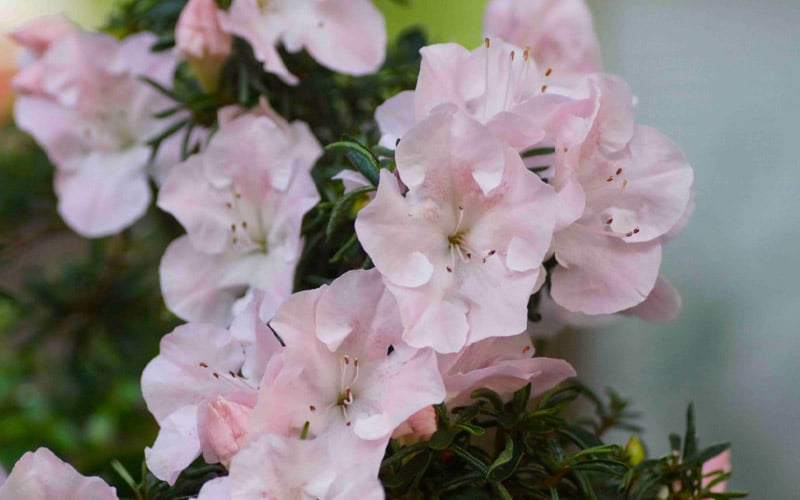  Tsuki No Shimo Satsuki Azalea - 1 Gallon Pot 