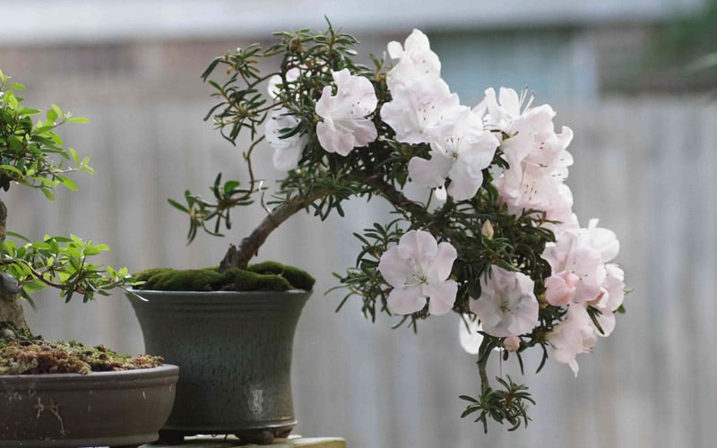  Tsuki No Shimo Satsuki Azalea - 1 Gallon Pot 
