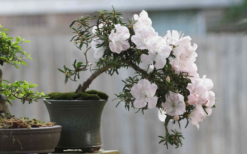  Tsuki No Shimo Satsuki Azalea - 1 Gallon Pot