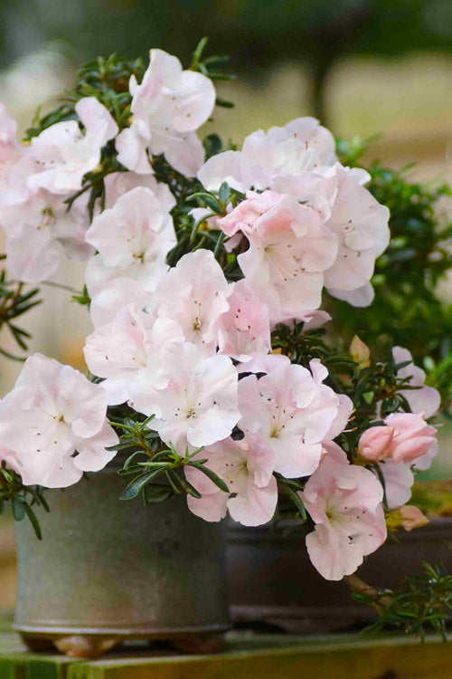 Tsuki No Shimo Satsuki Azalea - 1 Gallon Pot