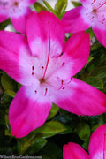  Vibrant Azalea (Harris Hybrid) - 6 Pack Of 1 Gallon Pots