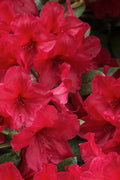  Vivid Azalea - 6 Pack Of 1 Gallon Pots