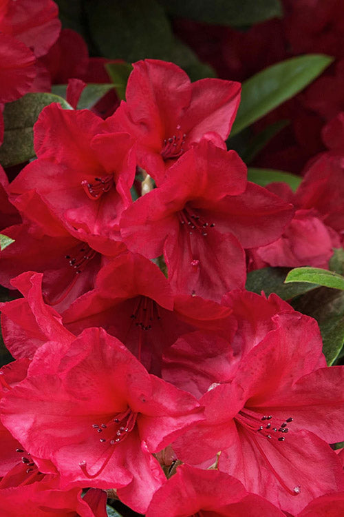  Vivid Azalea - 1 Gallon Pot
