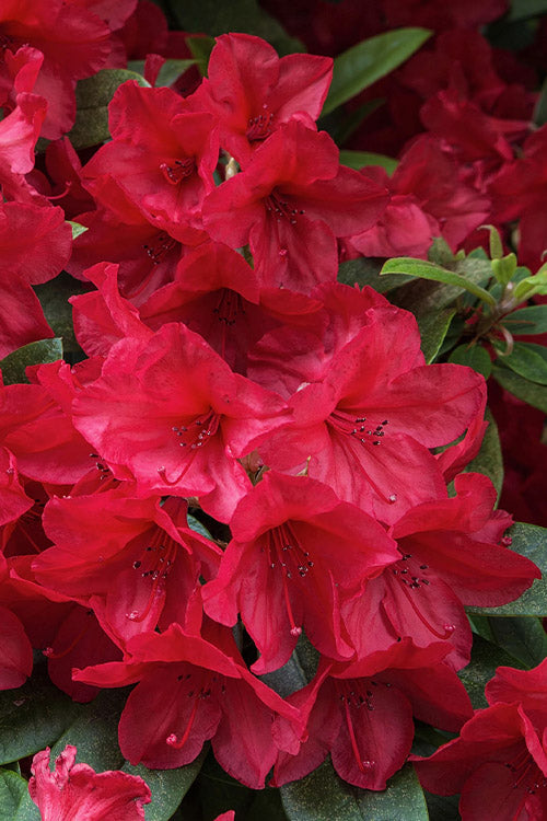  Vivid Azalea - 6 Pack Of 1 Gallon Pots