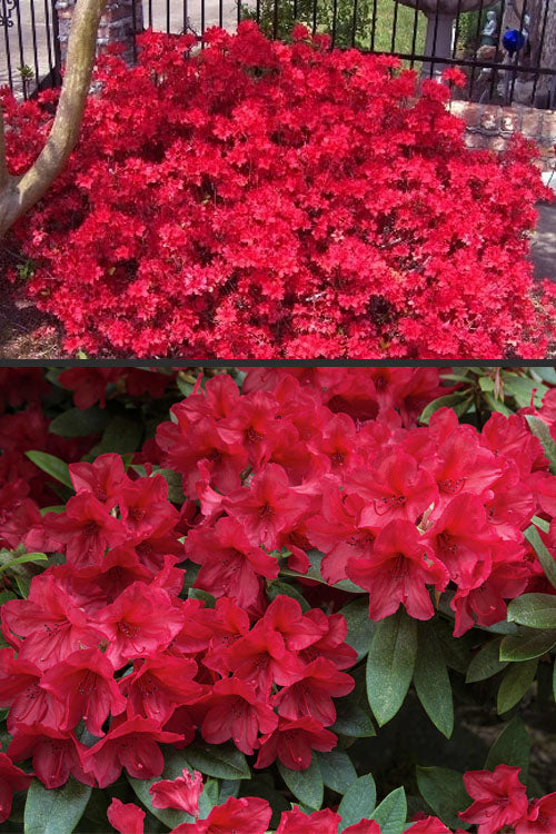  Vivid Azalea - 6 Pack Of 1 Gallon Pots