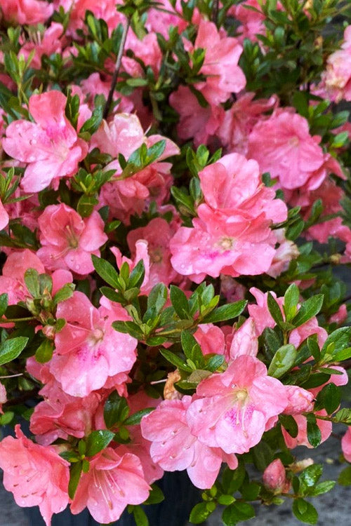  Wakaebisu Reblooming Azalea - 1 Gallon Pot