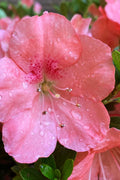  Kimono Maraschino Dwarf Azalea - 2 Gallon Pot