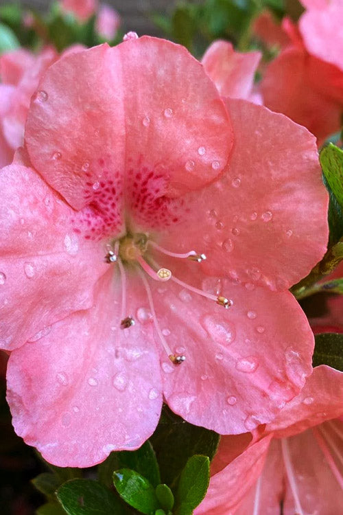  Kimono Maraschino Dwarf Azalea - 2 Gallon Pot