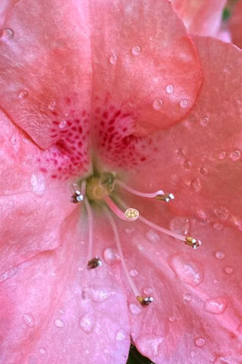  Wakaebisu Reblooming Azalea - 2 Gallon Pot