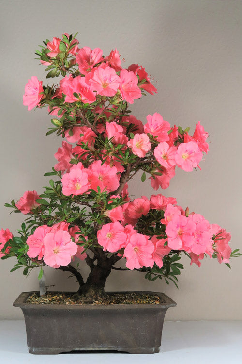  Wakaebisu Reblooming Azalea - 6 Pack Of 1 Gallon Pots