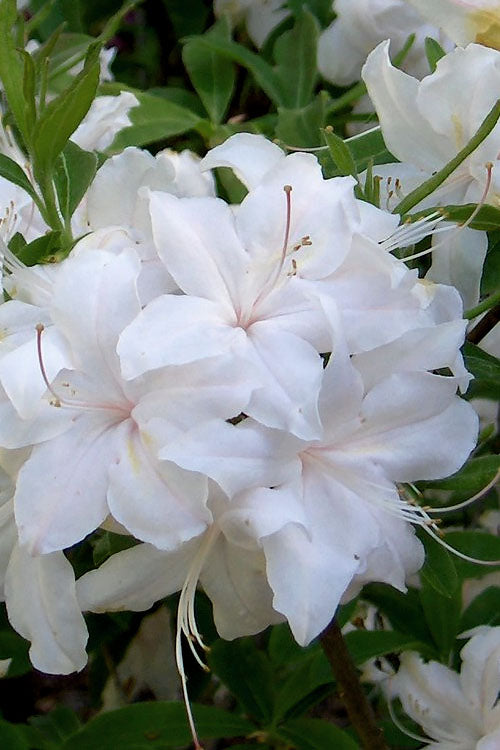  White Lights Cold Hardy Azalea - 3 Gallon Pot
