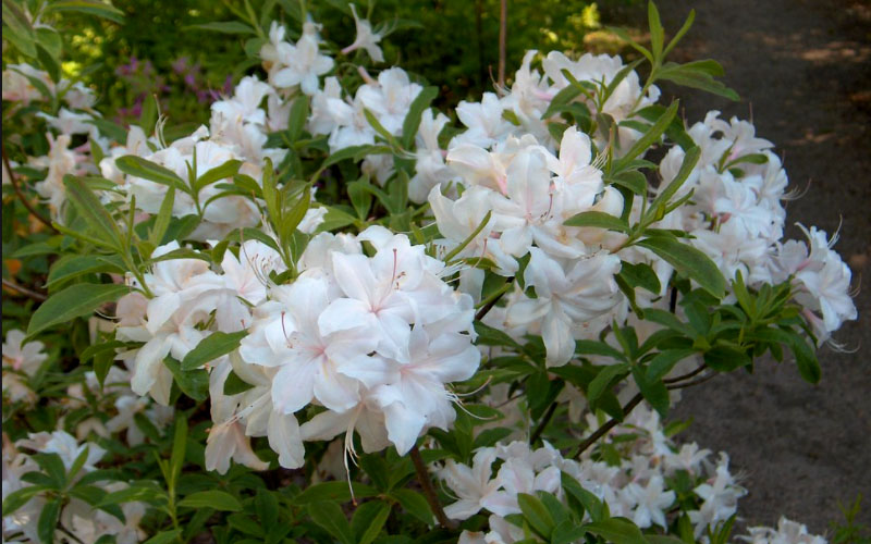  White Lights Cold Hardy Azalea - 3 Gallon Pot