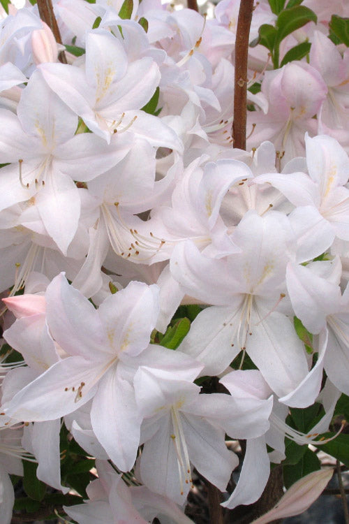  White Lights Cold Hardy Azalea - 1 Gallon Pot