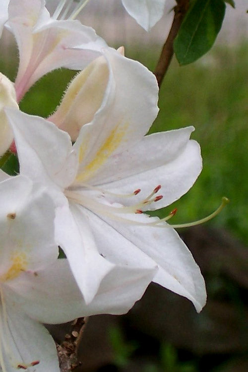  White Lights Cold Hardy Azalea - 3 Gallon Pot