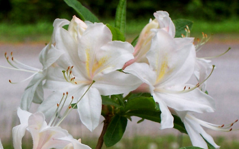  White Lights Cold Hardy Azalea - 1 Gallon Pot