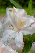 White Lights Cold Hardy Azalea - 3 Gallon Pot