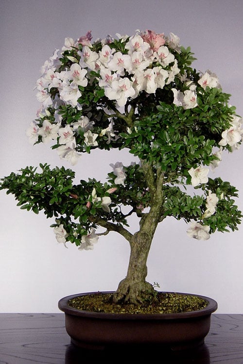 Joga Satsuki Azalea - 3 Gallon Pot 