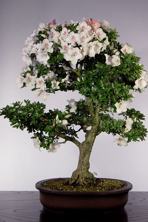  Joga Satsuki Azalea - 6 Pack Of 1 Gallon Pots