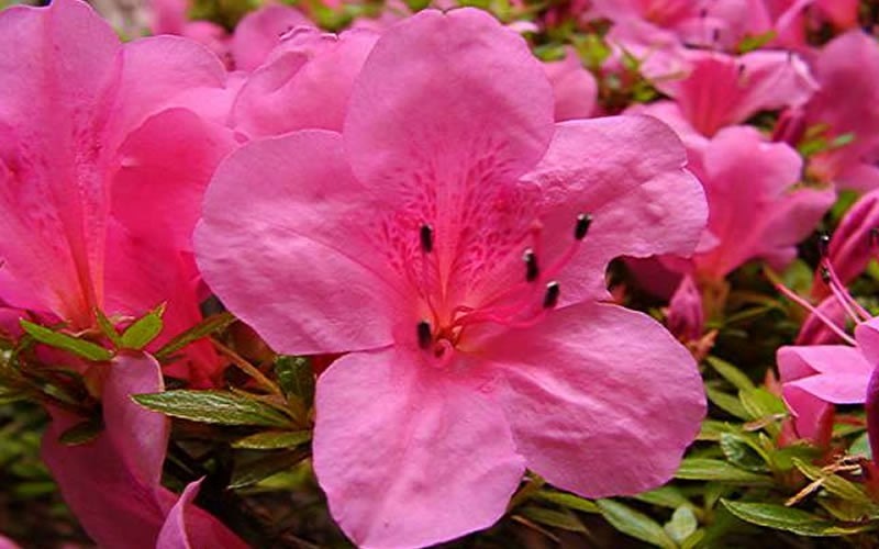  Chinzan Dwarf Azalea - 6 Pack Of 1 Gallon Pots