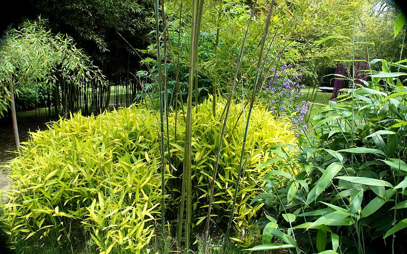  Dwarf Golden Leaf Bamboo - Pleioblastus Viridistriatus 'Chrysophyllus' - 3 Gallon Pot