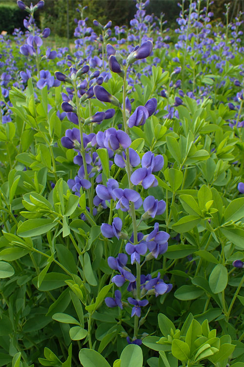  Blue False Indigo (Baptisia Australis) - 6 Pack Of 1 Gallon Pots