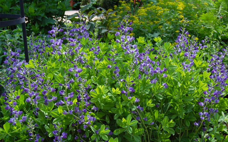  Blue False Indigo (Baptisia Australis) - 2.5 Quart Pot