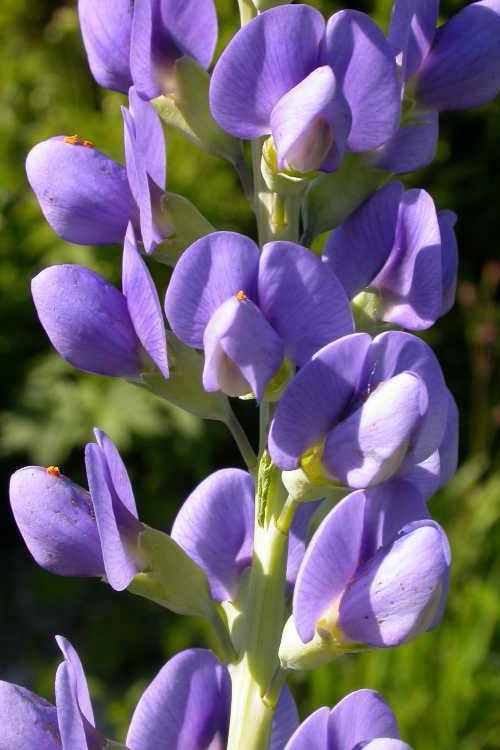  Blue False Indigo (Baptisia Australis) - 5 Pack Of Quart Pots