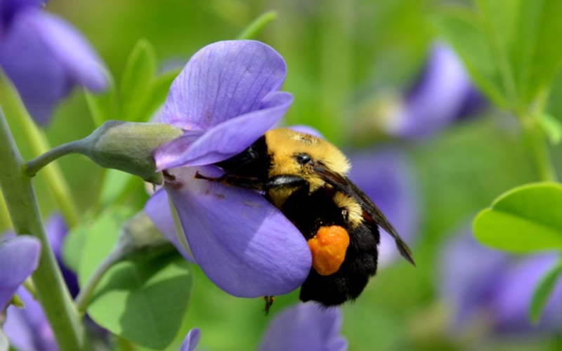  Blue False Indigo (Baptisia Australis) - 5 Pack Of Quart Pots