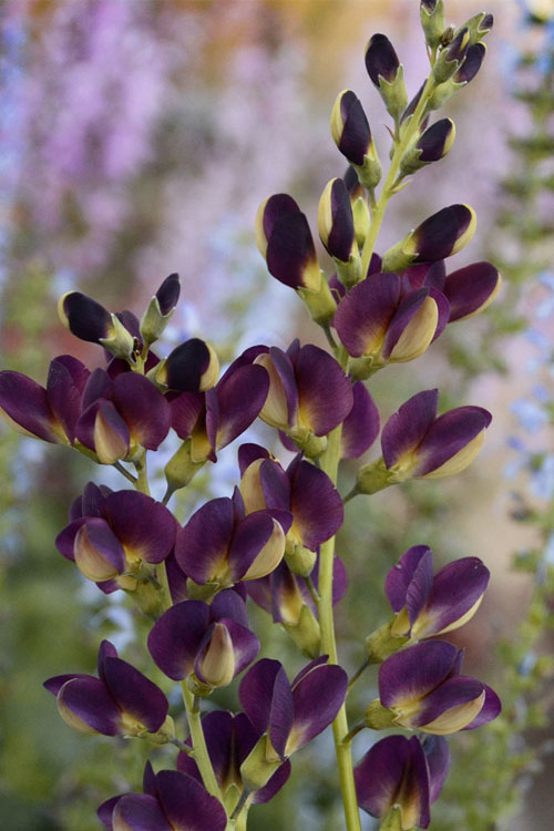  Grape Taffy Baptisia (Purple False Indigo) - 1 Gallon Pot